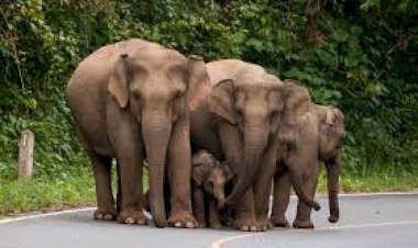 बेटों को सम्पत्ति से बेदखल कर हाथियों ने नाम कर दी 5 करोड़ की सम्पत्ति