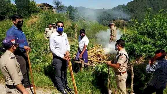 प्रशासन ने लोहाघाट में 8 हेक्टेयर भांग की खेती नष्ट की