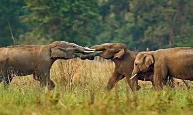 उत्तराखंड: शिवालिक एलीफेंट रिजर्व की अधिसूचना रद्द