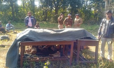 बड़ी खबर: उत्तराखंड में कार की टक्कर से बाघ की मौत