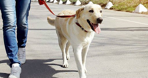 देहरादून: बिना लाइसेंस डॉगी घुमाने पर लगेगा जुर्माना 