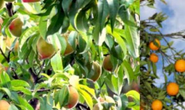 उत्तराखंड के कृषि उत्पादों की अब जिलेवार होगी खास पहचान, केन्द्र सरकार ने दी मंजूरी