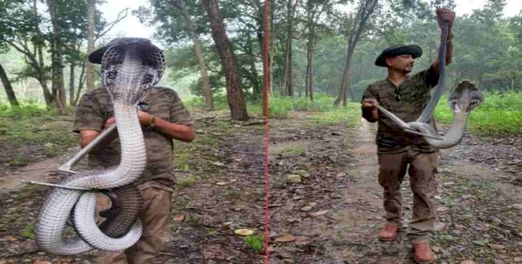 देहरादून में मिला हैरान करने वाला विशाल कोबरा
