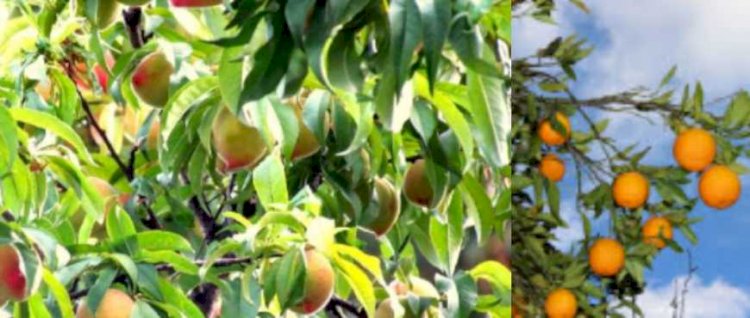 उत्तराखंड के कृषि उत्पादों की अब जिलेवार होगी खास पहचान, केन्द्र सरकार ने दी मंजूरी