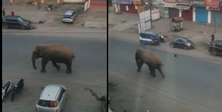 जंगल से निकलकर ऋषिकेश की सड़कों पर घूमा गजराज: देखें वीडियो