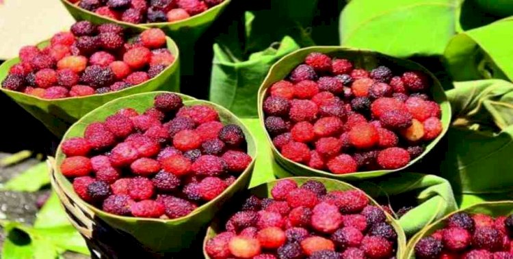 आश्चर्य! मार्च में पकने लगा काफल, यहां 250 रुपये किलो बिक रहा