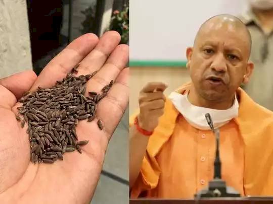काला नमक चावल को लोकप्रिय वैश्विक ब्रांड बनाने की मुहिम, सीएम योगी खुद कर रहे ब्रांडिंग