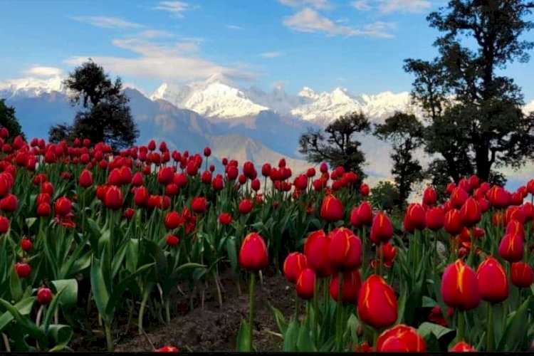 हिमालय से घिरे मुनस्यारी में रंग बिरंगे ट्यूलिप देखने वालों को पहली ही नजर में अपनी ओर खींच रहे हैं।