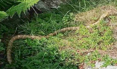 आश्चर्य! हिमालय की गोद में बसे मुन्स्यारी में मिला 6 फीट लंबा किंग कोबरा