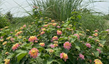 लैंटेना/कुरी को हटाकर घास तथा फलदार पौधों रोपा जाए: सीएम तीरथ