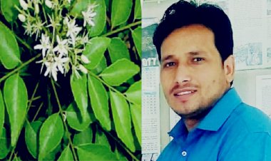 औषधीय गुणोंयुक्त कढ़ी पत्ता: आजीविका का बेहतर साधन