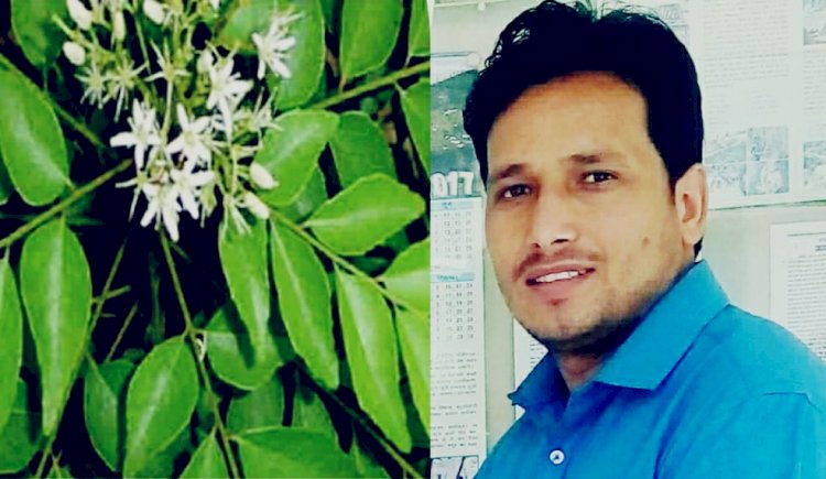 औषधीय गुणोंयुक्त कढ़ी पत्ता: आजीविका का बेहतर साधन