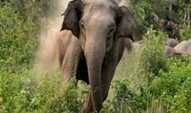 दोस्तों के साथ घूमने गए युवक को हाथी ने पटककर मार डाला