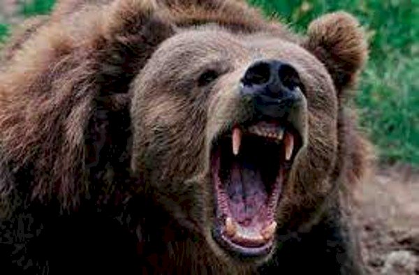 चमोली: भालू के हमले में गंभीर रूप से घायल हुए शिक्षक