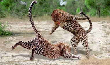 कार के सामने सड़क पर ही भिड़ गए दो खूंखार तेंदुए, वीडियो वायरल