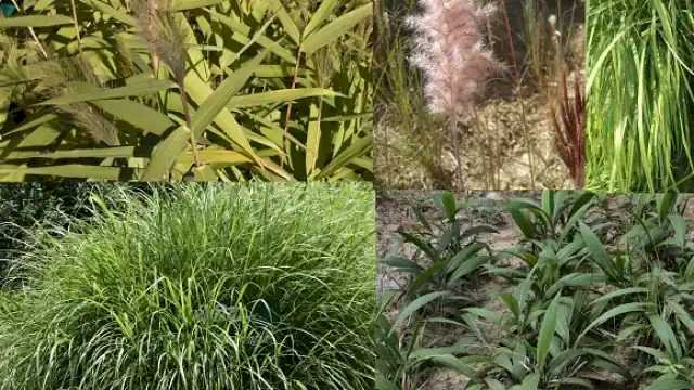 रानीखेत में खुला देश का पहला घास संरक्षण केन्द्र