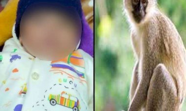 हैरतंगेज: नवजात की संदिग्ध मौत.. बंदर पर लगा आरोप