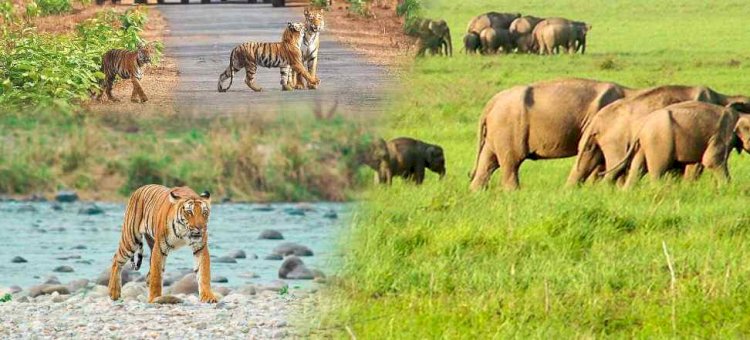 नाइट स्टे के लिए 14 मई तक फुल हुई कॉर्बेट नेशनल पार्क की बुकिंग