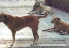 आवारा कुत्तों की समस्या से निपटने की तैयारी, मान सरकार कंट्रोल रूम बनाने पर कर रही विचार