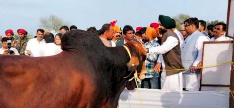 साहीवाल नस्ल को बढ़ावा देने के लिए हर साल राष्ट्रीय मवेशी नस्ल सुधार मेले का आयोजन करेगी पंजाब सरकार : लालजीत सिंह भुल्लर