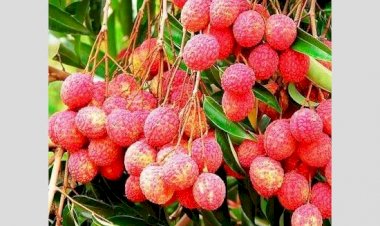 जिला गुरदासपुर को 'एक जिला एक उत्पाद' योजना के तहत लीची एस्टेट के रूप में चुना गया