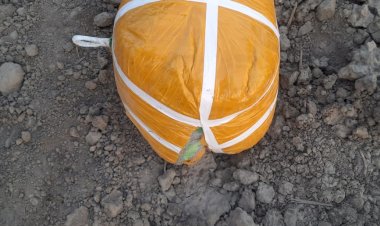 बीएसएफ ने अमृतसर सेक्टर में पाकिस्तानी ड्रोन से गिराई गई 5.5 किलो ड्रग्स बरामद की