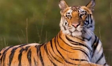 उत्तराखंड में बढ़ा बाघों का कुनबा, 118 बढ़कर अब 560 हुई उत्तराखंड में बाघों की संख्या