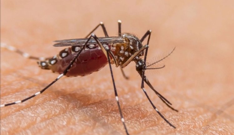 राजधानी दिल्ली में पिछले कई हफ्तों से कोई साप्ताहिक डेंगू रिपोर्ट नहीं; एमसीडी अधिकारी ने कहा, 'स्थिति नियंत्रण में'