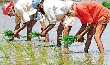 पंजाब में धान की खेती पर लगेगी रोक! बड़ी मुसीबत खड़ी हो जाएगी