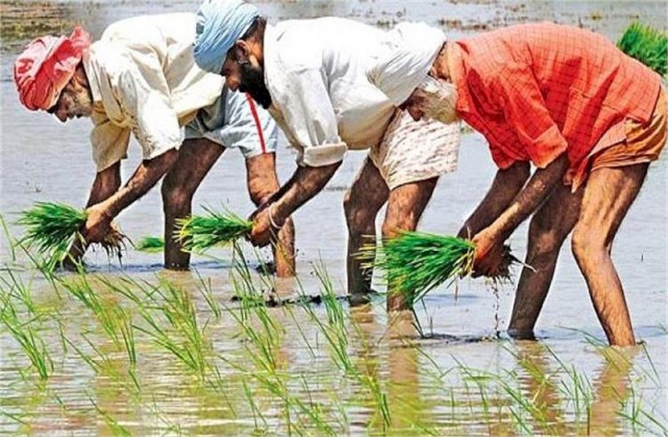 पंजाब में धान की खेती पर लगेगी रोक! बड़ी मुसीबत खड़ी हो जाएगी