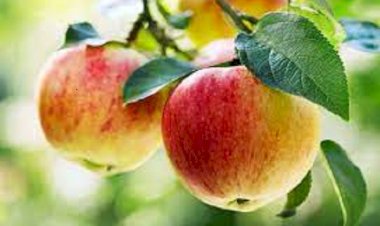 सेब खाते समय न करें ये 3 गलती, तबीयत बिगड़ते नहीं लगेगी देर, जानें