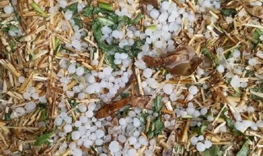 ओलावृष्टि से खराब फसलों के लिए मिलेगा 15000 रुपये प्रति एकड़ मुआवजा, यहां करें जल्‍द करवाएं रजिस्‍ट्रेशन