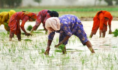  कृषि उपज बढ़ाने में मदद के लिए सीएम ने की घोषणा,महिला किसानों को 5000 ड्रोन देगी हरियाणा सरकार