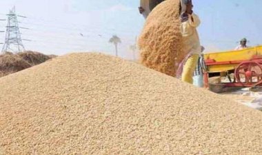 हरियाणा किसानों के लिए खुशखबरी! कल से गेंहू की सरकारी खरीद होगी शुरू