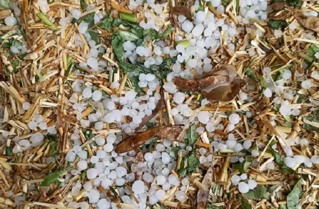 ओलावृष्टि से खराब फसलों के लिए मिलेगा 15000 रुपये प्रति एकड़ मुआवजा, यहां करें जल्‍द करवाएं रजिस्‍ट्रेशन