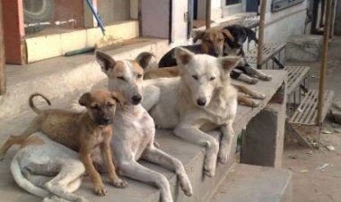 सुप्रीम कोर्ट ने आवारा कुत्तों पर बदला अपना फैसला