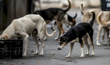 सुप्रीम कोर्ट ने आवारा कुत्तों के मामले में हलफनामे में देरी पर राज्य को लगाई फटकार: 'भारत की छवि हुई खराब ...'