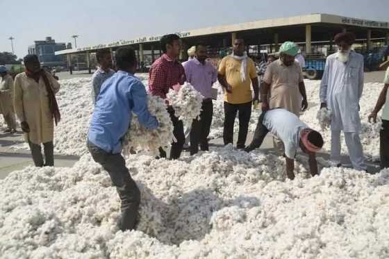 मान सरकार ने किसानों को दी बड़ी राहत! एक्टिव पहल से कॉटन के दाम ₹5,700 से बढ़कर ₹7,500+ हुए