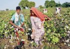 केंद्र सरकार ने 1 जून, 2026 से 31 अक्टूबर, 2026 तक कपास के आयात पर सभी सीमा शुल्क से अस्थायी छूट दी